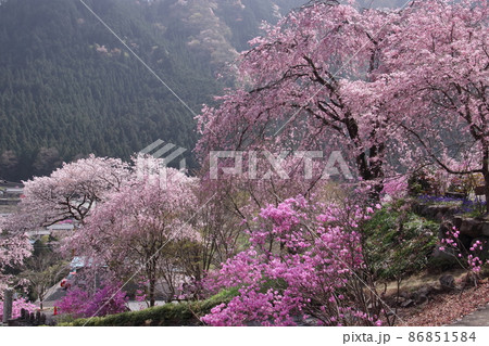花の寺龍珠院 花の寺龍珠院 86851584