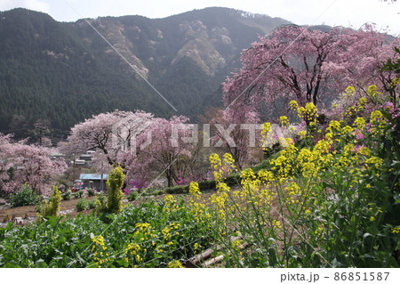 花の寺龍珠院 花の寺龍珠院 86851587
