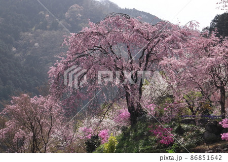 花の寺龍珠院 86851642
