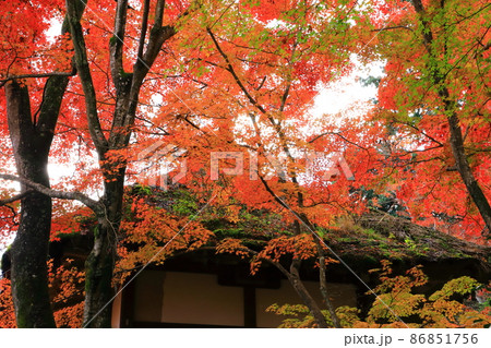秋の常寂光寺 仁王門 紅葉風景 秋の常寂光寺 仁王門 紅葉風景 86851756