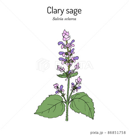 Clary sage Salvia sclarea , medicinal plant 86851758