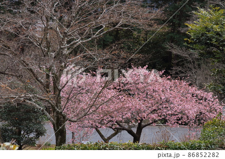 飯能市入間河原の河津桜 86852282