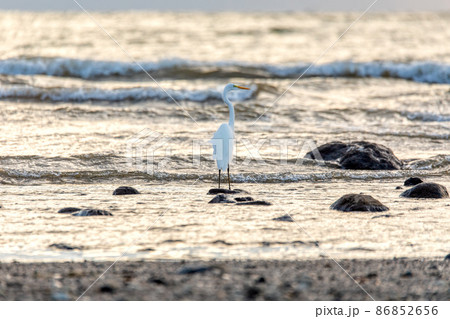 Tarcoles beach with water bird great egret, Ardea alba, Costa Rica 86852656
