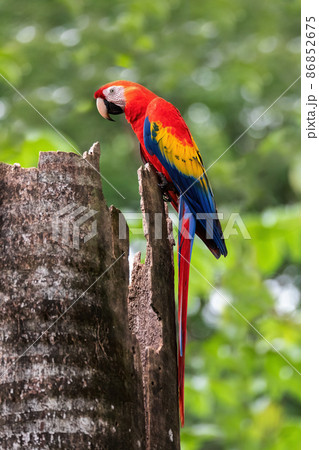 Scarlet macaw, Ara macao, Quepos Costa Rica. Scarlet macaw, Ara macao, Quepos Costa Rica. 86852675
