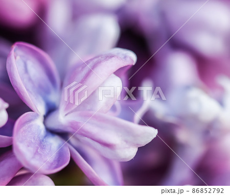 Abstract floral background, blooming branch, purple terry Lilac flower petals. Macro flowers backdrop for holiday brand design. Soft focus 86852792