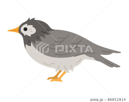 横から見た ムクドリのイラストのイラスト素材
