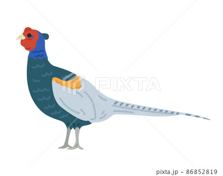 国鳥の雉のイラスト 86852819