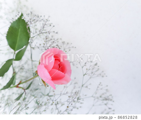 Pink rose on white background. Perfect for background greeting cards and invitations of the wedding, birthday, Valentine's Day, Mother's Day. 86852828