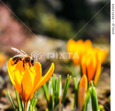 Beautiful yellow crocus flowers with bee in spring garden 86853068