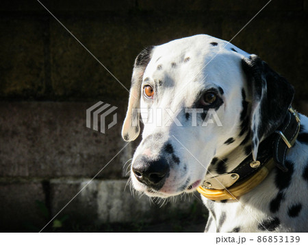 The portrait of young purebred dalmatian on black background The portrait of young purebred dalmatian on black background 86853139