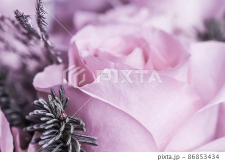 Pink roses with fir branches. Macro flowers background for holiday brand design 86853434