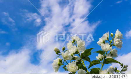 Jasmine flowers in the garden. Closeup of branches with white flowers against blue sky Jasmine flowers in the garden. Closeup of branches with white flowers against blue sky 86853474