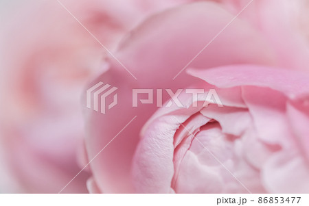 Botanical concept, wedding invitation card - Soft focus, abstract floral background, pink rose flower petals. Macro flowers backdrop for holiday design 86853477