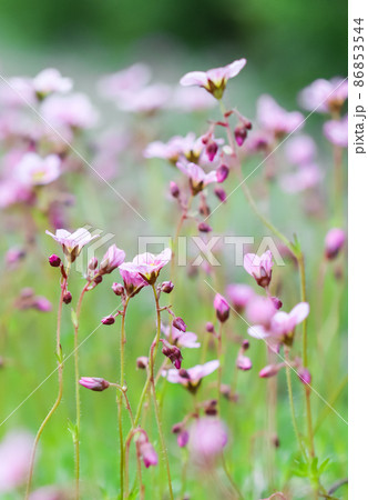 Delicate white pink flowers of Saxifrage moss in spring garden. Floral background 86853544