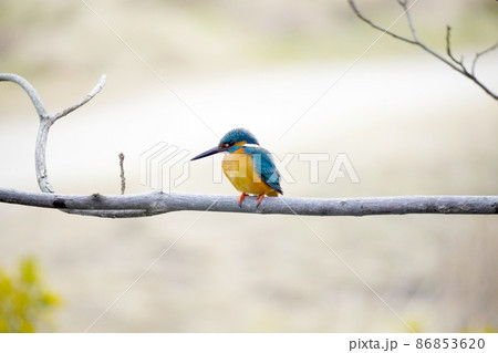 カワセミ 86853620