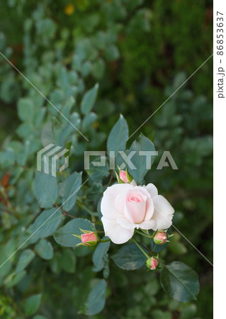 アスピリンローズ・バラの花と蕾 アスピリンローズ・バラの花と蕾 86853637