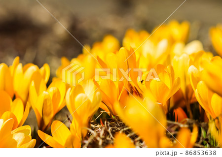 Spring in the garden. Blooming yellow crocus flowers on sunny day 86853638