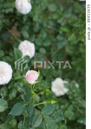 アスピリンローズ・バラの花の蕾 アスピリンローズ・バラの花の蕾 86853639