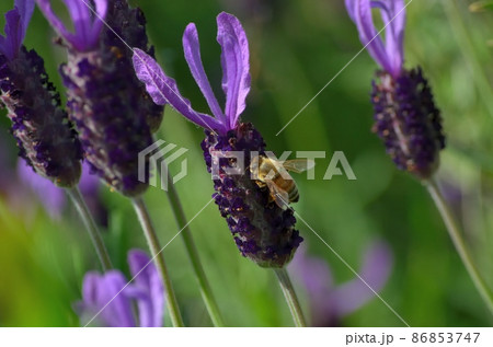 フレンチラベンダー150502pm3:11 86853747
