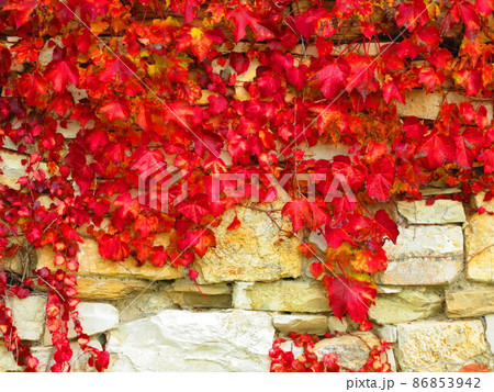 欧州イタリアの真っ赤な蔦紅葉 欧州イタリアの真っ赤な蔦紅葉 86853942