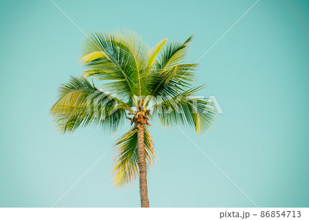 Palm tree and sky 86854713