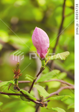 Magnolia flower bud 86854738