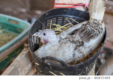 White turkey laying eggs on the nest with selective focus White turkey laying eggs on the nest with selective focus 86855469