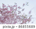 桜、夏 86855689