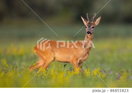 Roe deer observing on blooming meadow in summertime Roe deer observing on blooming meadow in summertime 86855823