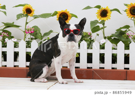 サングラスをかけた犬 86855949