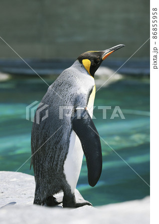 動物園のペンギン 動物園のペンギン 86855958