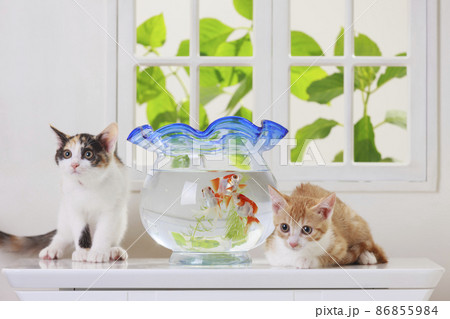 金魚とネコの写真素材 [86855984] - PIXTA