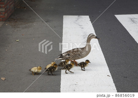 横断歩道を渡るカルガモの親子 86856019