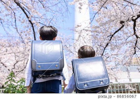 桜の木を見上げる男子小学生の後姿 86856067