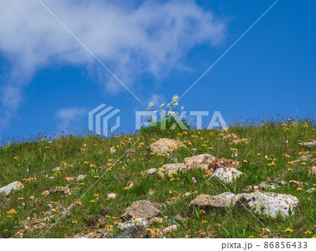 Minimalistic summer arctic landscape. Blooming plants in the summer tundra. Nature of Altai and Siberia. Minimalistic summer arctic landscape. Blooming plants in the summer tundra. Nature of Altai and Siberia. 86856433