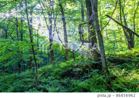 青森県_奥入瀬渓流】爽快な初夏の石ヶ戸の背 6月の写真素材 [86856962
