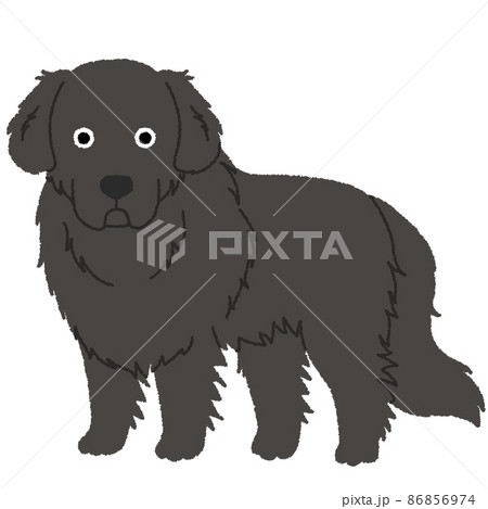 ニューファンドランドの犬イラストのイラスト素材 [86856974] - PIXTA
