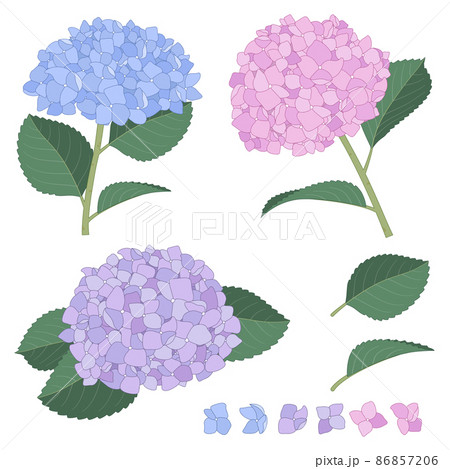 青 ピンク 紫のあじさい 縁取り線付き イラスト素材セットのイラスト素材