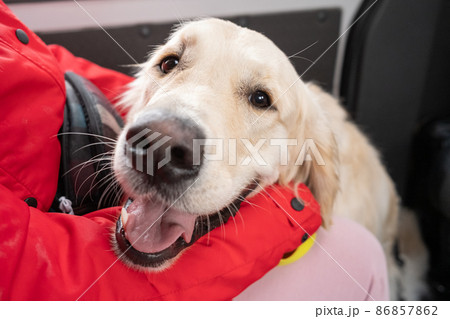 Cute labrador with owner in the car Cute labrador with owner in the car 86857862