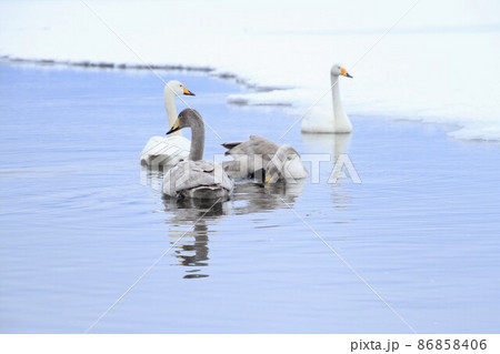 湖に浮かぶ四羽の白鳥 湖に浮かぶ四羽の白鳥 86858406