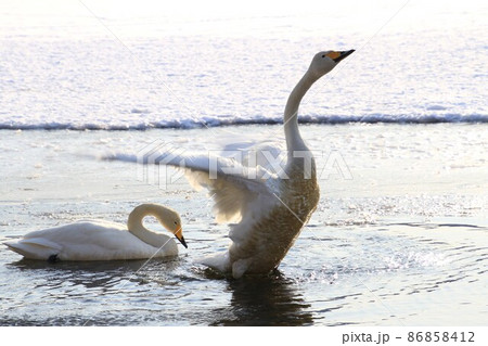 白鳥の羽ばたき 白鳥の羽ばたき 86858412
