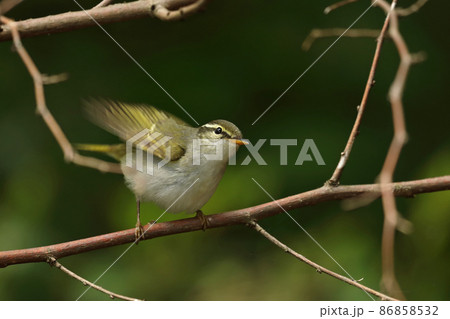 センダイムシクイ 86858532