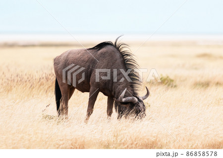 Large african antelope Gnu walking in yellow dry grass Large african antelope Gnu walking in yellow dry grass 86858578