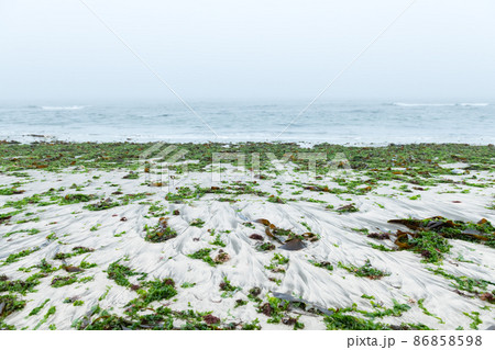 Seaweed after storm on sand coast of South Atlantic ocean Seaweed after storm on sand coast of South Atlantic ocean 86858598