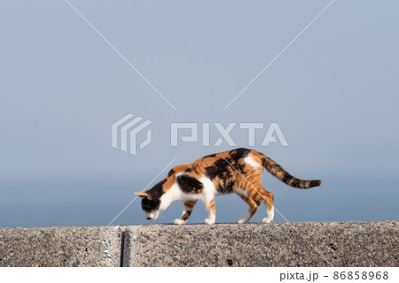 堤防を歩く猫 三毛猫の写真素材 [86858968] - PIXTA