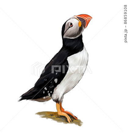 Atlantic puffin bird from multicolored paints. Splash of watercolor, colored drawing, realistic Atlantic puffin bird from multicolored paints. Splash of watercolor, colored drawing, realistic 86859108