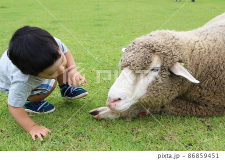 羊と触れあう 86859451