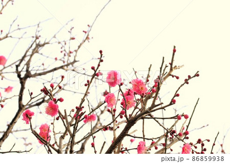 白背景に咲く紅梅 86859938