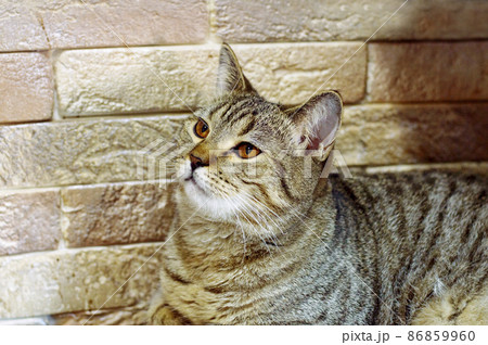 Tabi golden chinchilla Scottish cat on the background of a brick wall 86859960