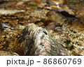 愛知県新城市の宇連川の支流に生息するミヤマカワトンボ 86860769